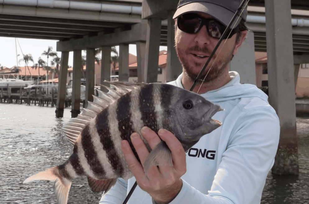 sheepshead on texas rig shrimp