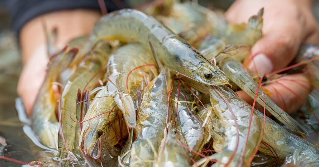 live shrimp on a popping cork
