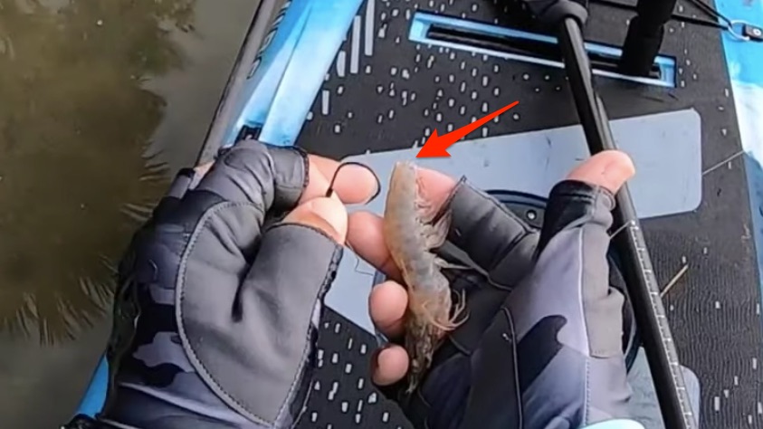 pinch off shrimp tail