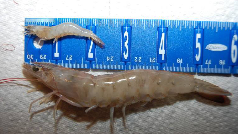 lee noga florida shrimping