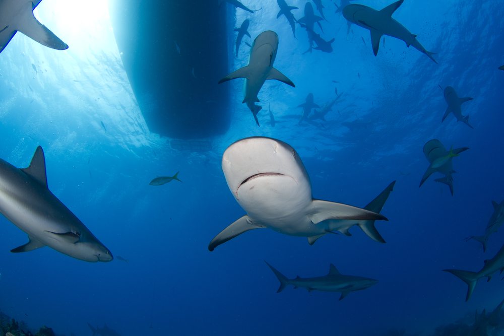 shark fishing regulations