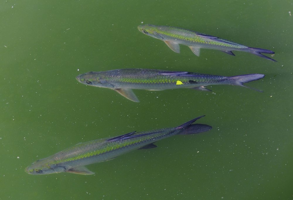 saltwater catfish