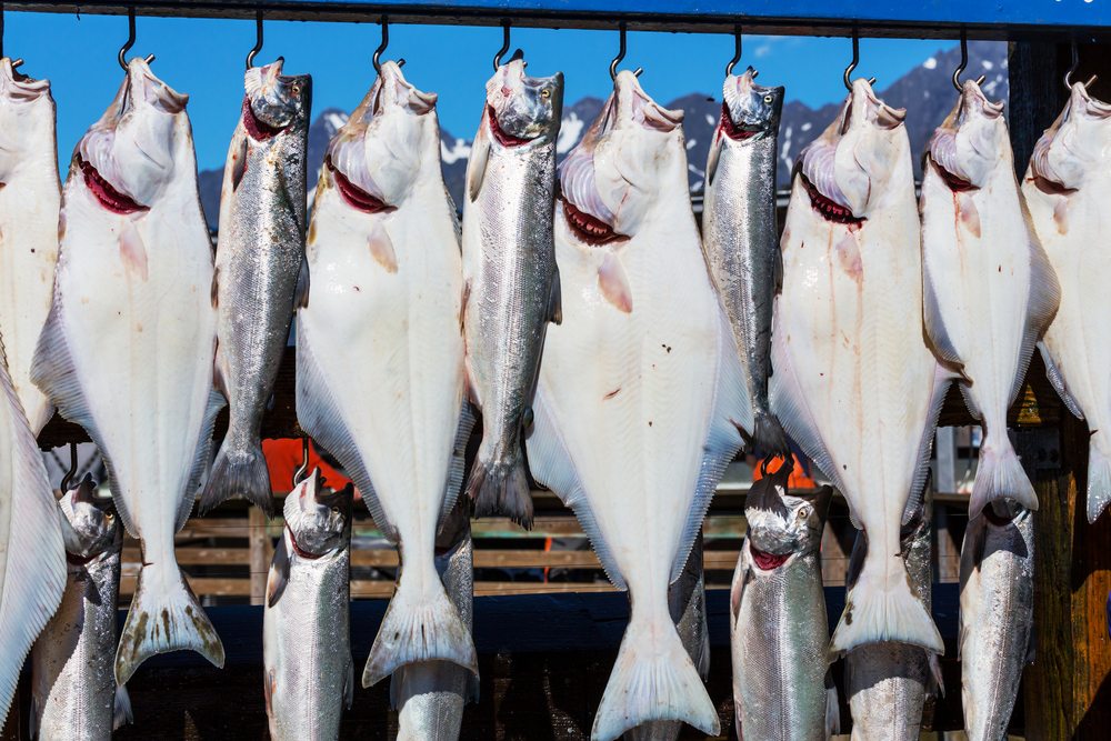 alaska halibut