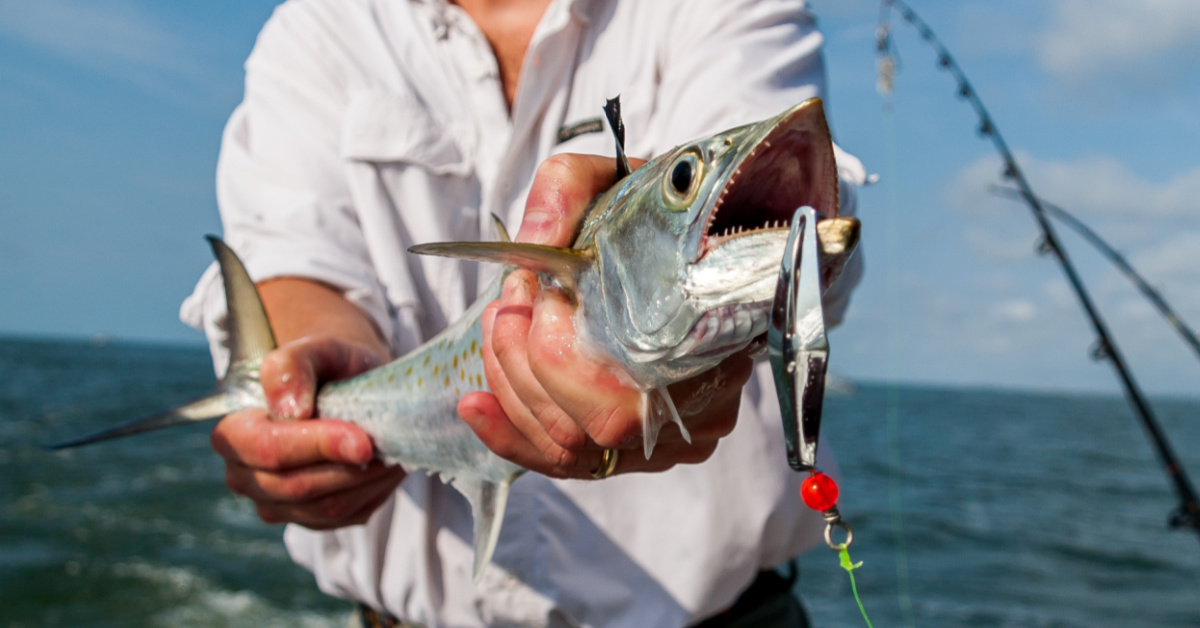 http://spring%20spanish%20mackerel%20tips