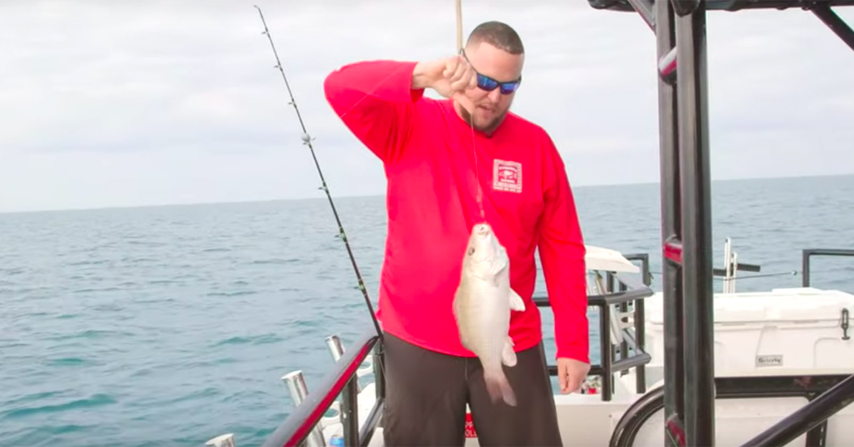 offshore mangrove snapper
