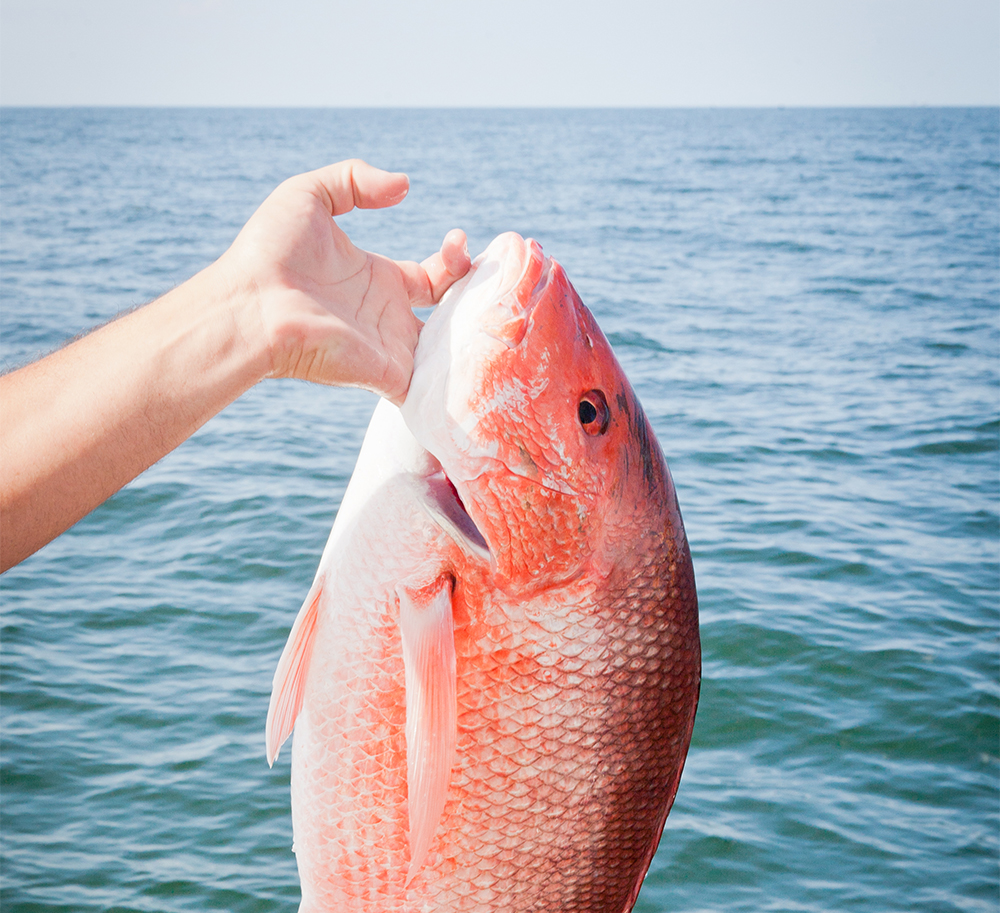 how to not revive and release fish