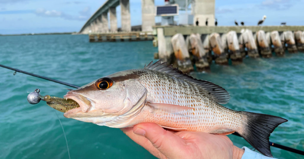 best time of day to bridge fish