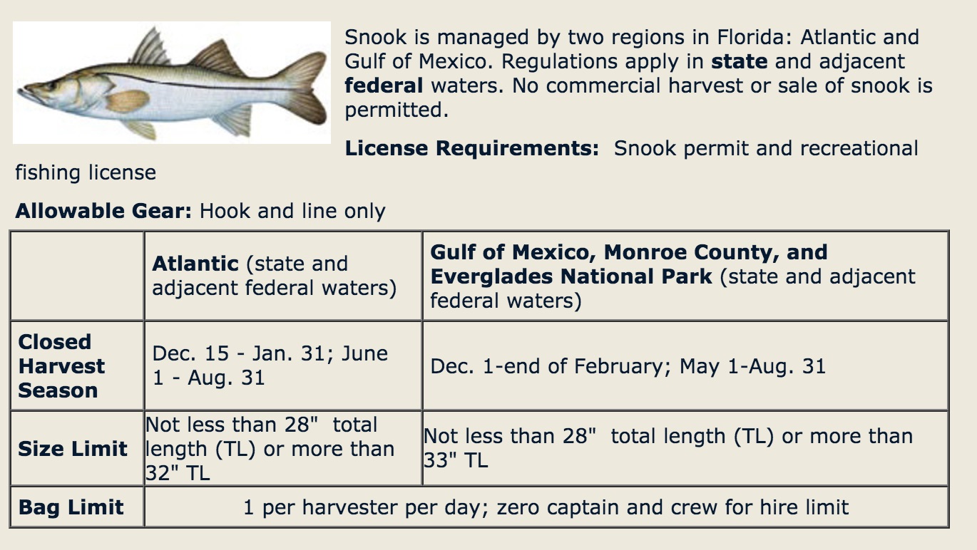 snook fishing open season