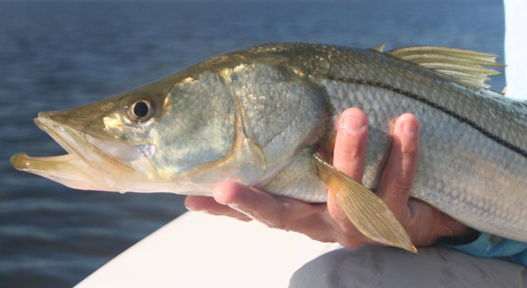 how to release a snook