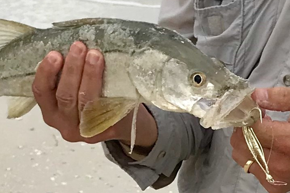 snook on golden spoon