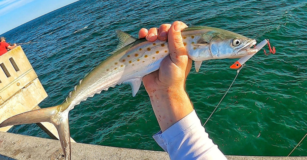 spring spanish mackerel tips