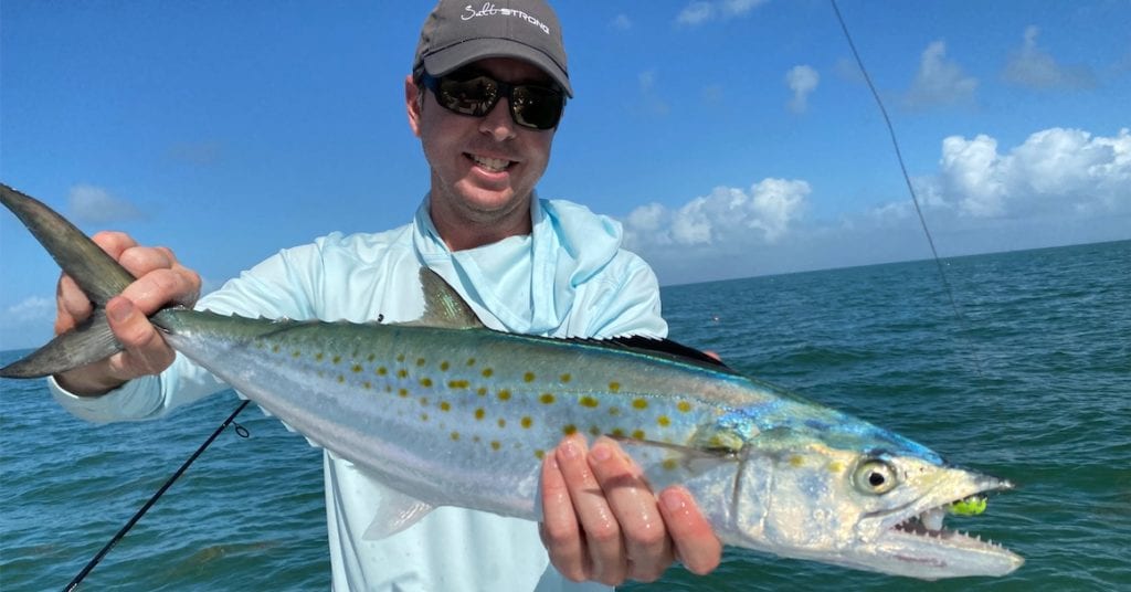 spanish mackerel