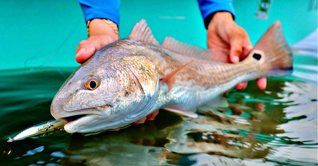 trigger strikes from spooky fish