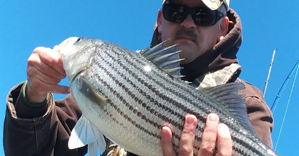 http://steve%20thomas%20striped%20bass