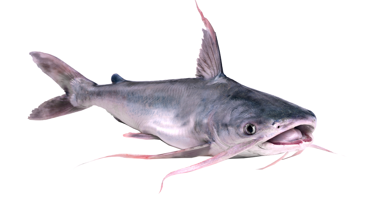 http://inshore%20saltwater%20catfish