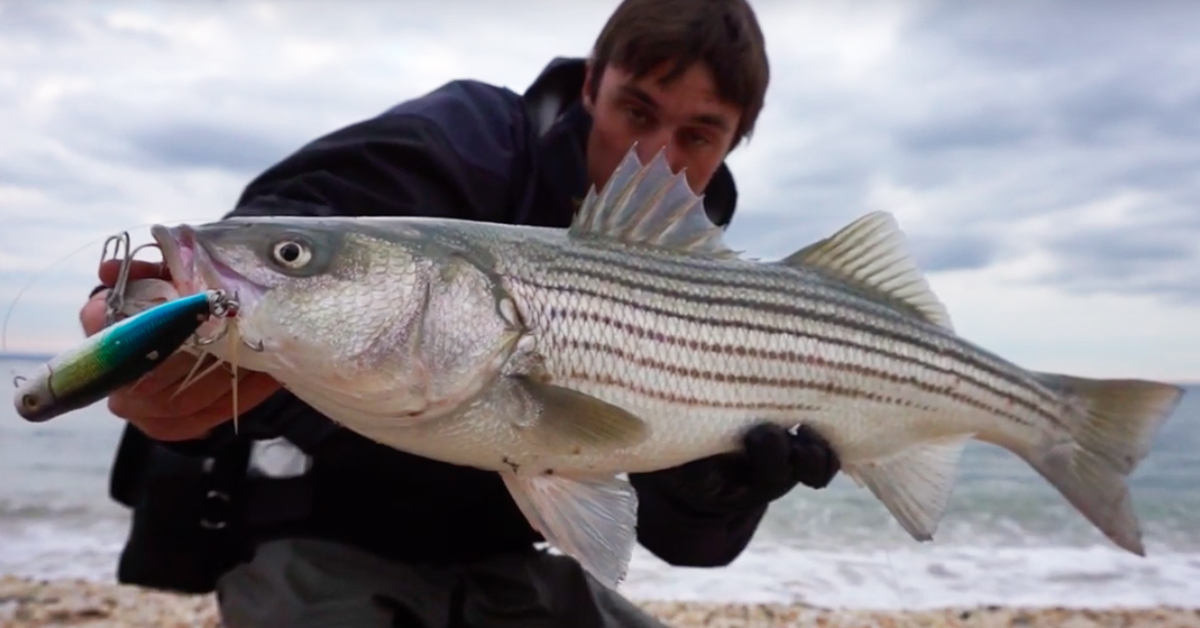 http://fishaholic%20striped%20bass
