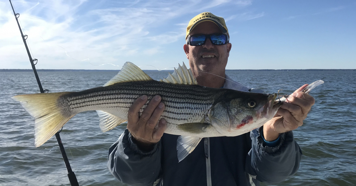 http://Virginia%20Artificial%20Reef%20Striper