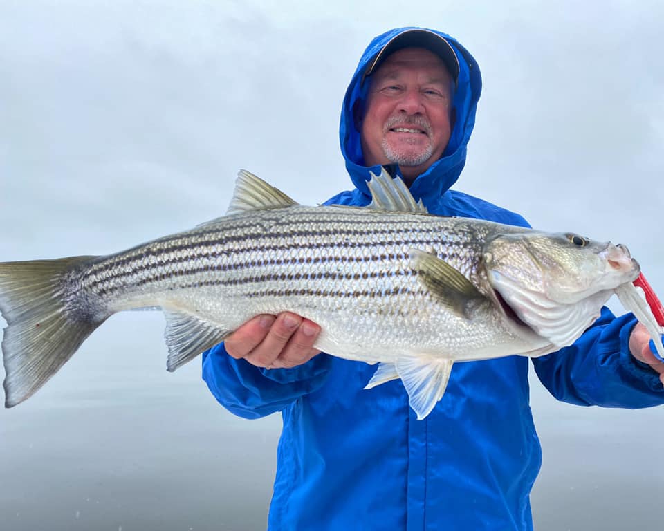 north carolina striped bass