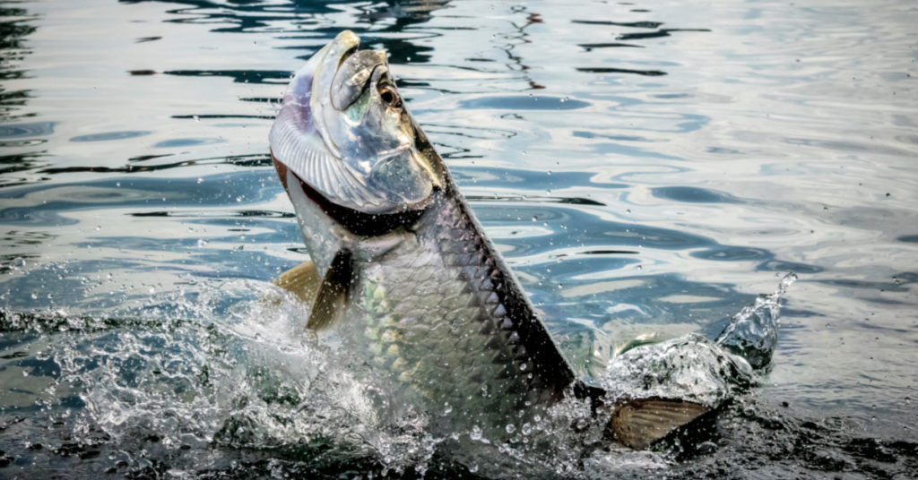 catching tarpon on cut bait