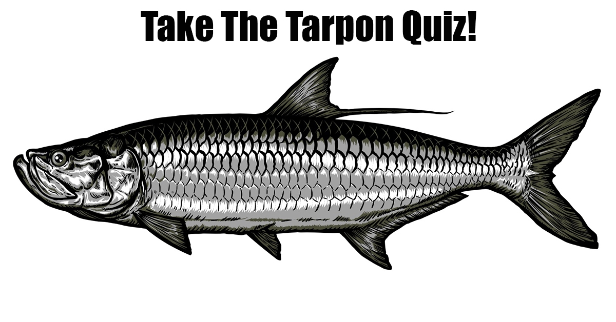 tarpon quiz