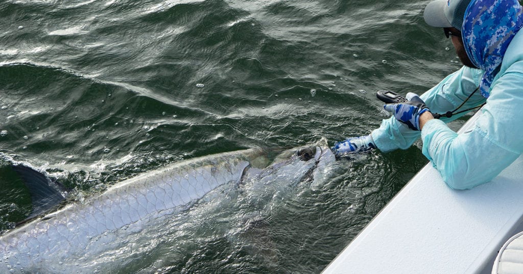 catch and release tips