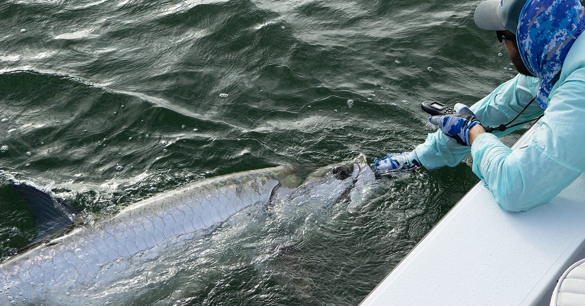 catch and release tips