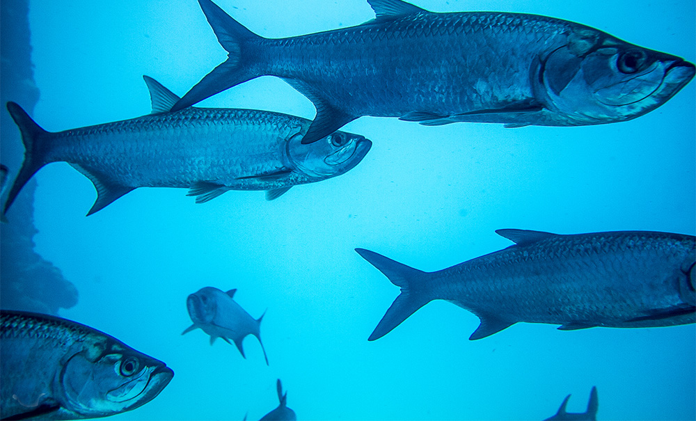 school of tarpon