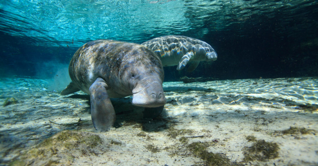 this is destroying over 219 million pounds of seagrass a year