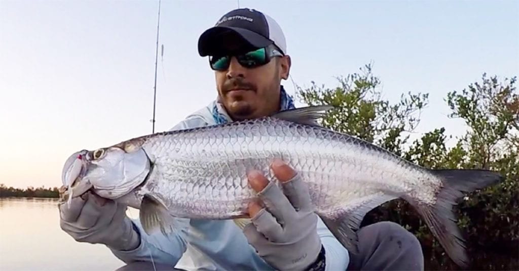 best tarpon tips