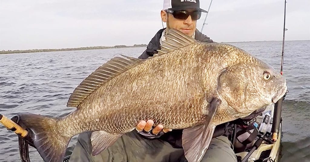 rig cut bait for black drum bull redfish
