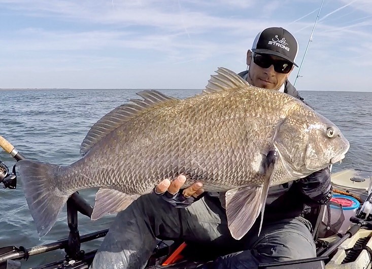 big black drum on light tackle