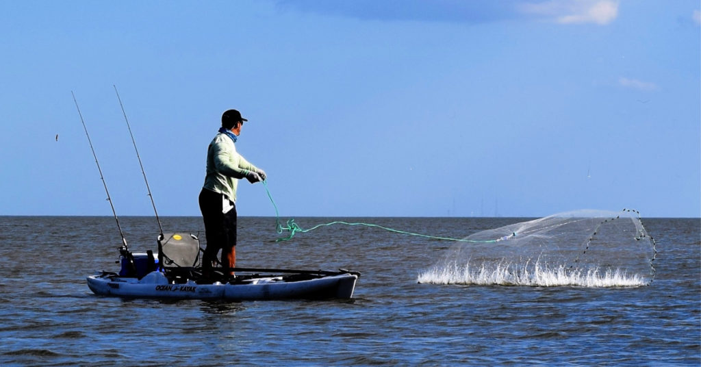 catch live pinfish with chum and cast net