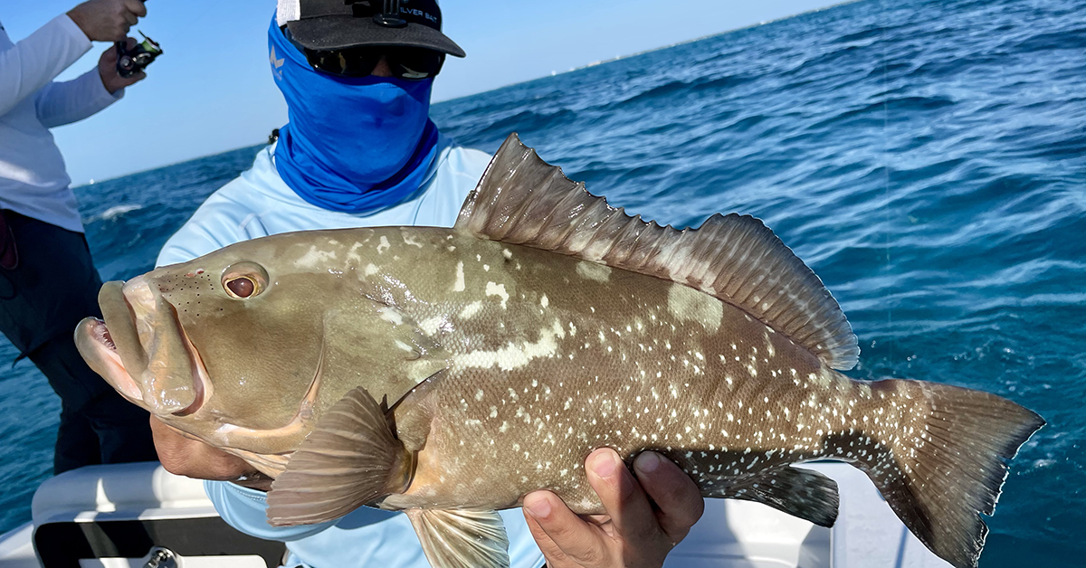http://florida%20keys%20patch%20reef%20grouper
