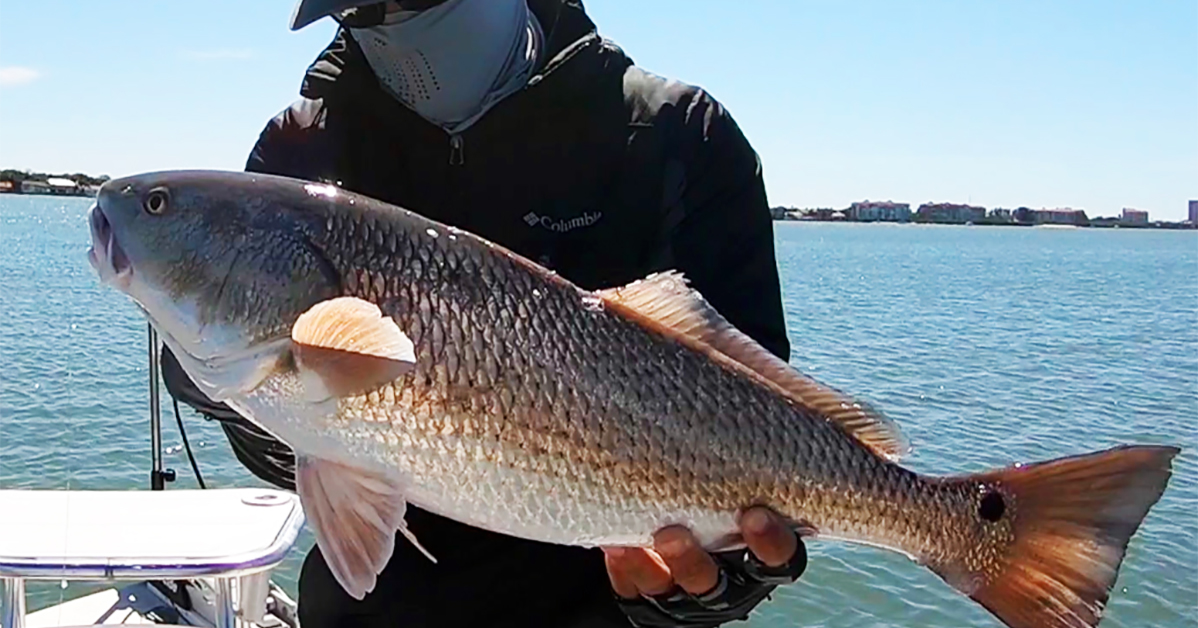 http://tournament%20redfish