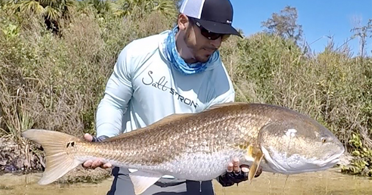 http://bull%20redfish%20artificial%20lures%20vs%20cut%20bait