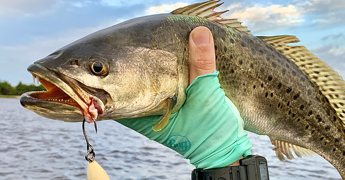 http://avoid%20gut%20hooking%20fish