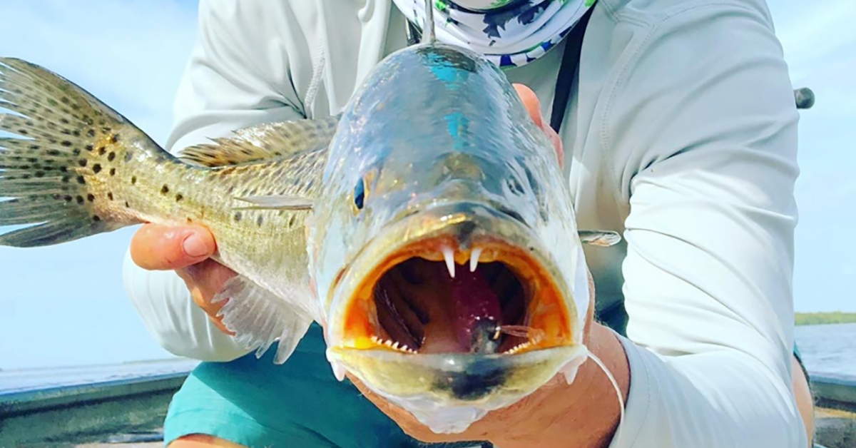 best saltwater newsletter