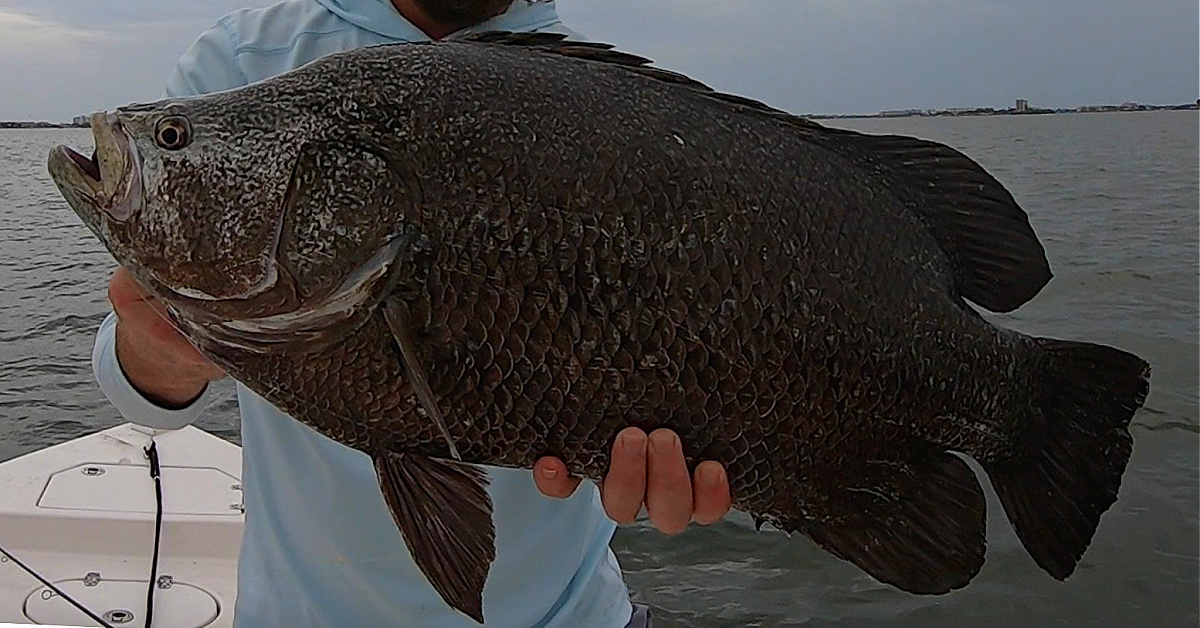 http://everything%20tripletail%20fishing%20tips