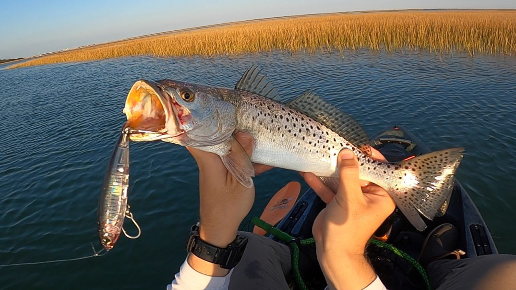 trout on topwater topknock