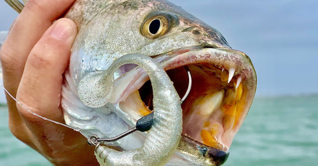 simple lure catching trout