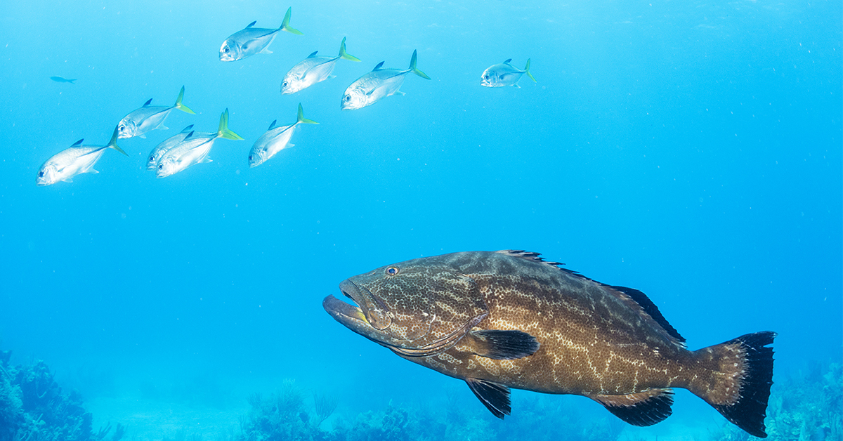 http://Texas%20Nassau%20Grouper