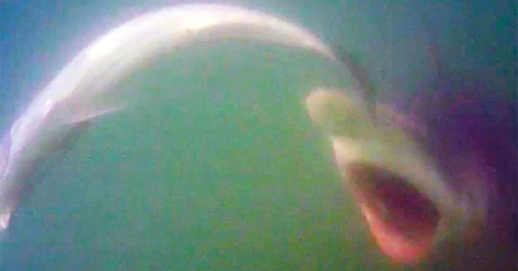 underwater lure footage