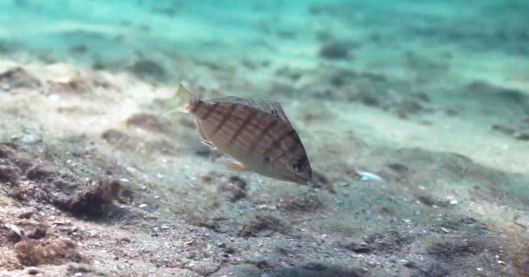 underwater pinfish