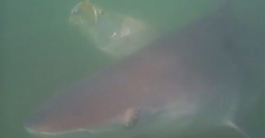 underwater speckled trout