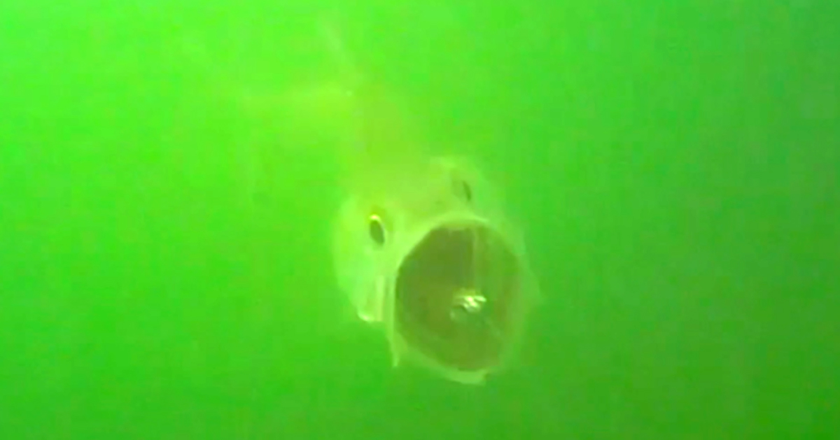 http://underwater%20trout%20footage