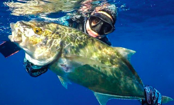 valentine thomas amberjack