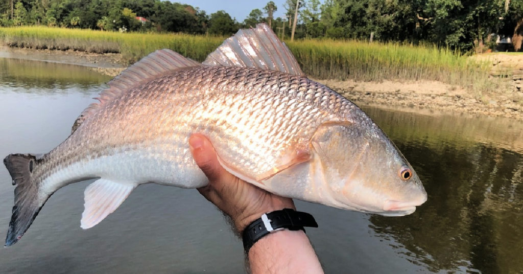 wade fishing tidal creeks redfish