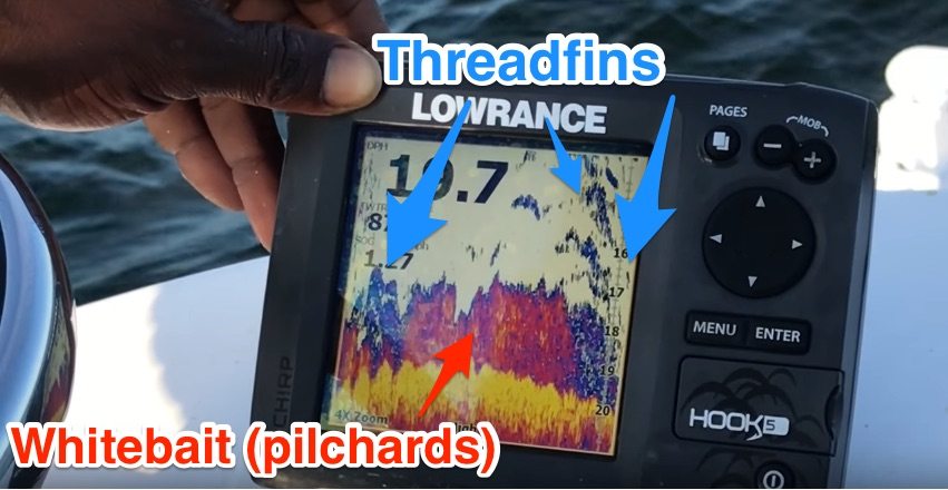 whitebait vs threadfin