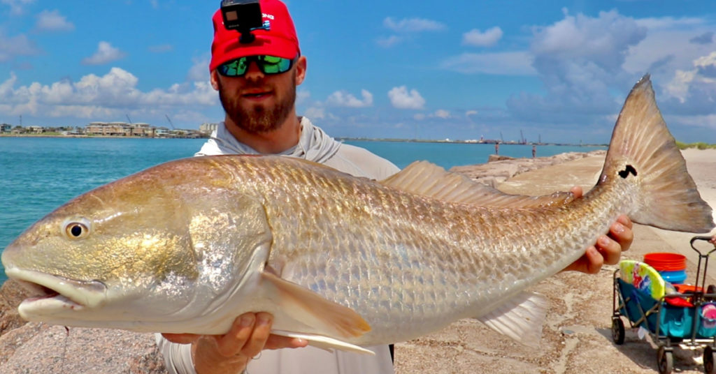 redfish at the jetties