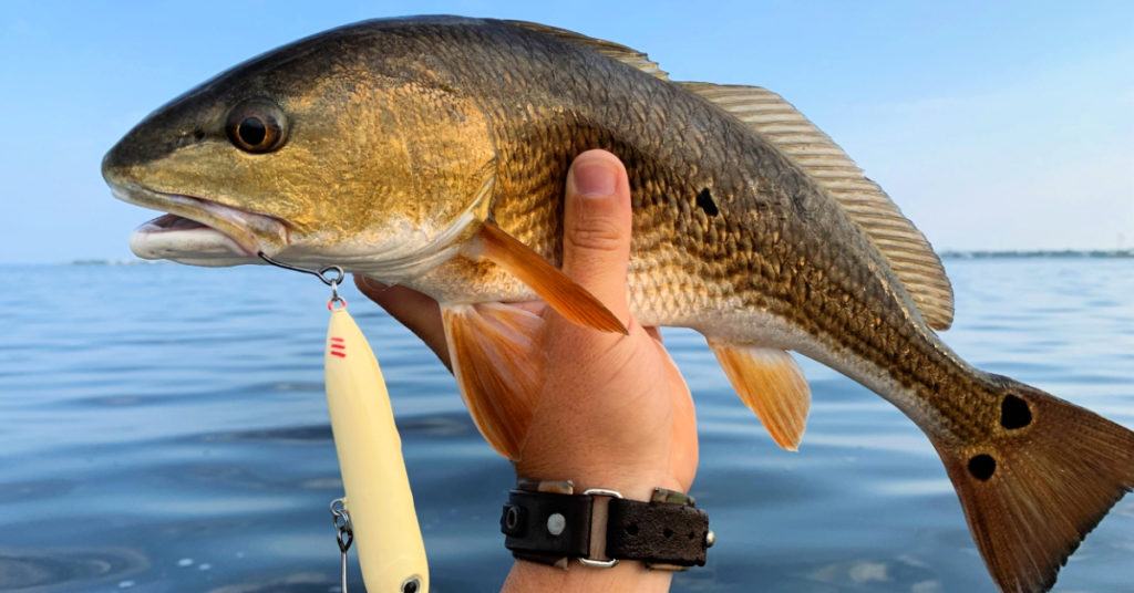 wyatt vacation redfish